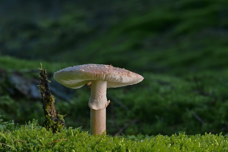 Forest Meditation